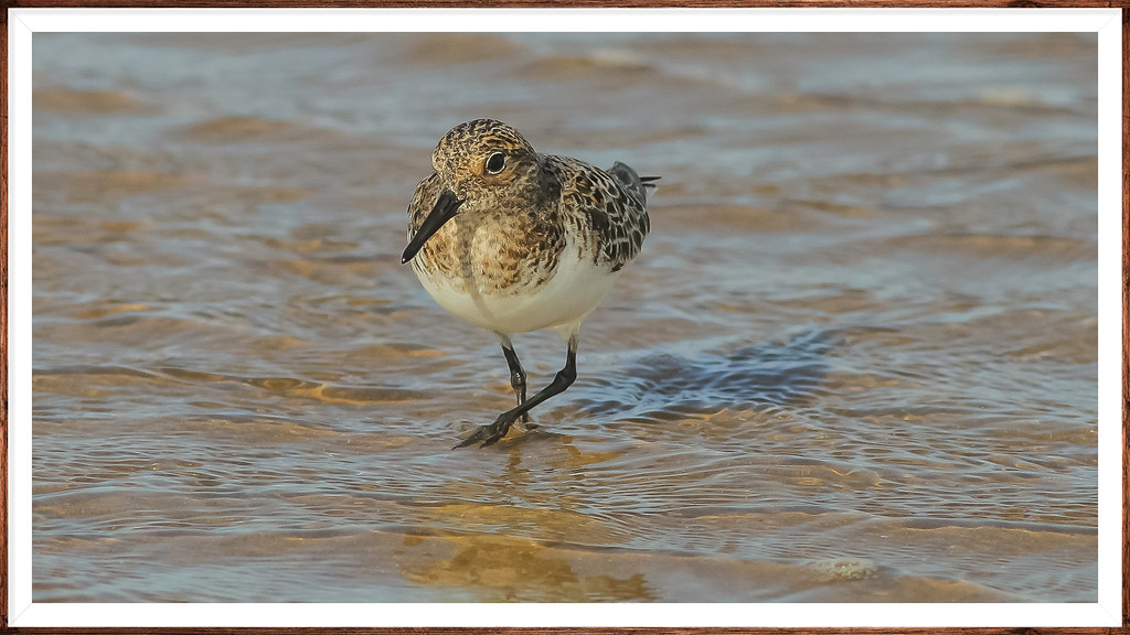 Sanderling on beaches all around the Wash.