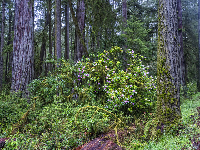 Moody Misty Foggy Redwood National Park Rhododendrons Flowers Blooms Blossoms Fine Art Landscape Photography! Jedediah Smith State Park Boy Scout Tree Trail California Fuji GFX100 Redwoods Fog Mist! Elliot McGucken Master Medium Format Landscape Nature