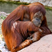 			<p><a href="https://www.flickr.com/people/154721682@N04/">Joseph Deems</a> posted a photo:</p>
	
<p><a href="https://www.flickr.com/photos/154721682@N04/52106898450/" title="Orangutan - female"><img src="https://live.staticflickr.com/65535/52106898450_96db40aa63_m.jpg" width="240" height="227" alt="Orangutan - female" /></a></p>

<p>Fort Worth Zoo</p>