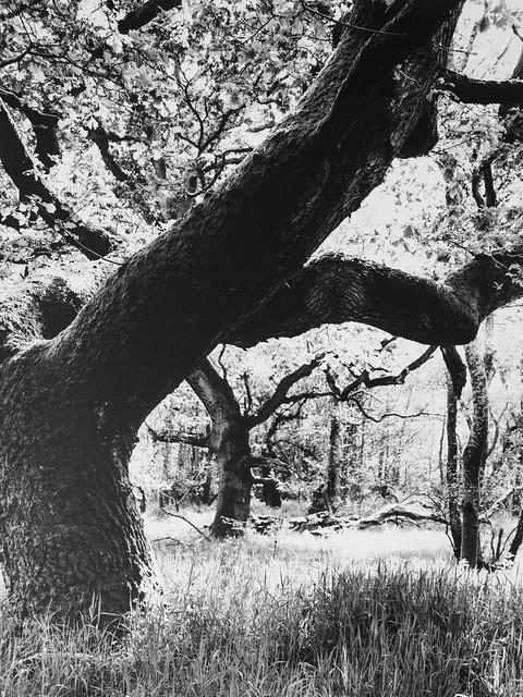 Hyons Wood, Walker Titan SF with Rodenstock 150mm Lens, Ilford HP5+ in FX39, Silver Gelatin Print, Ilford MG RC Deluxe Satin Paper