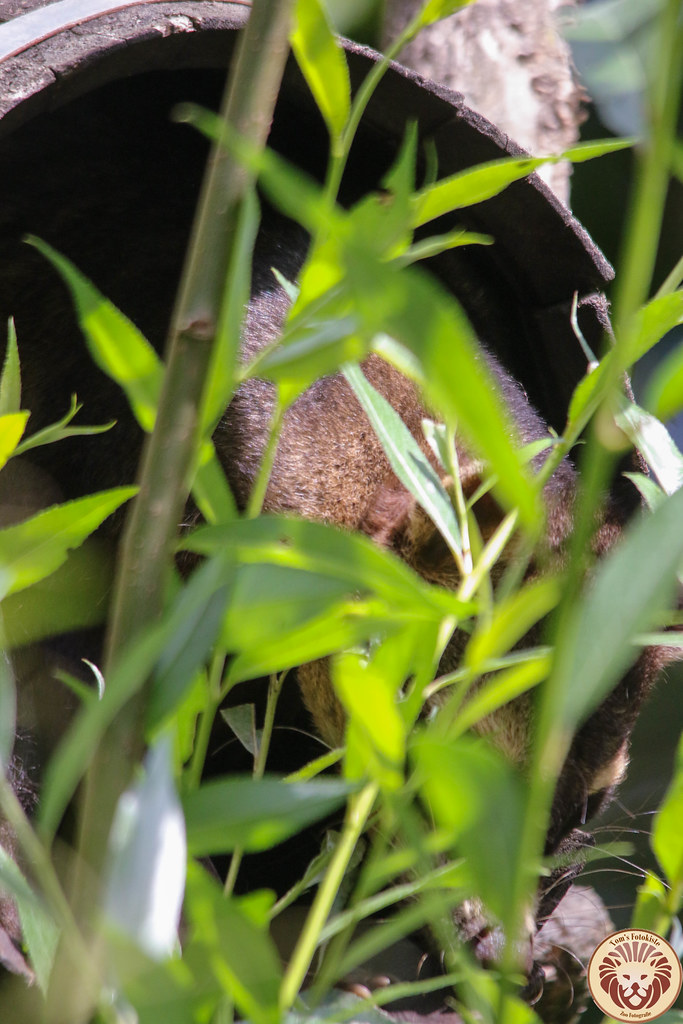 Krabbenwaschbär (Procyon cancrivorus)