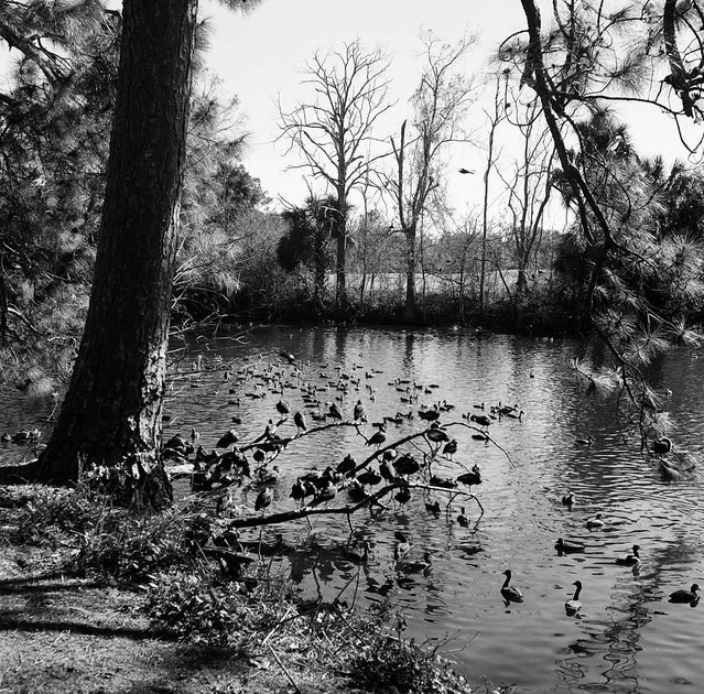 Ducks On Pond, Audubon Park