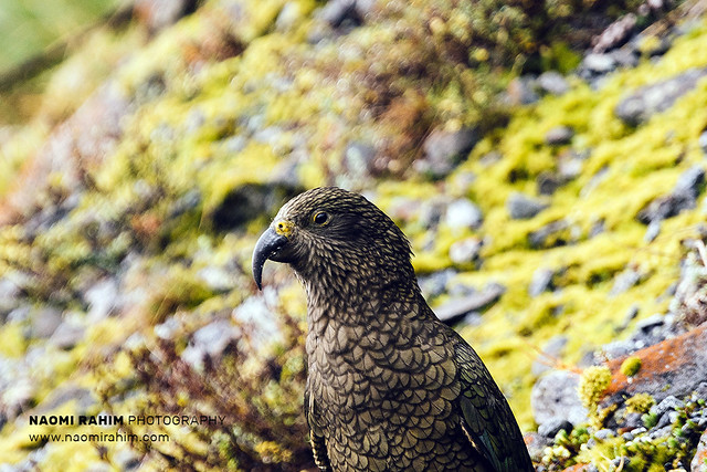Kea parrot in Fiordland