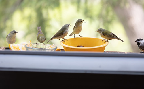 Tennessee Warblers and chickadee at feeder