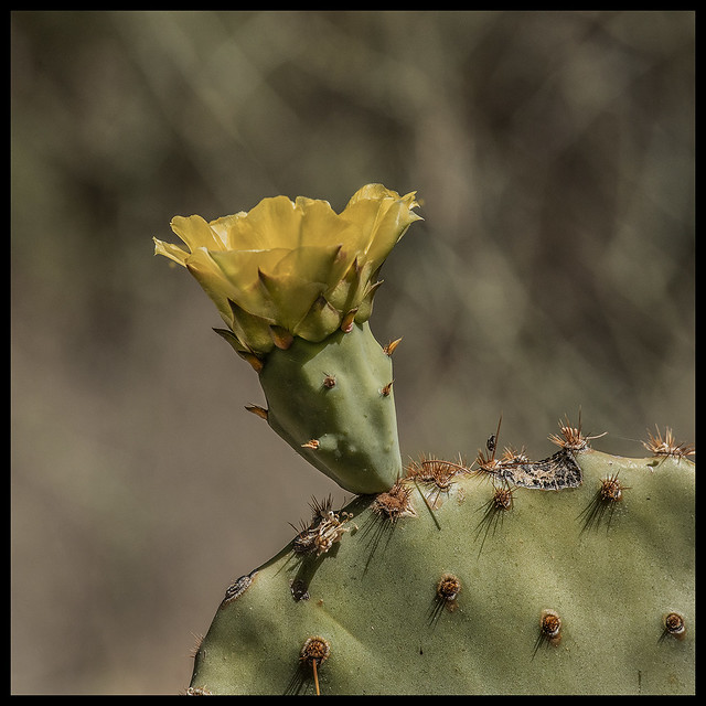 Cacti #38 2022; Yellow Flowered Opuntia