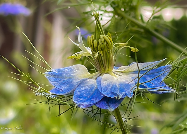 Love-in-a-Mist-2102