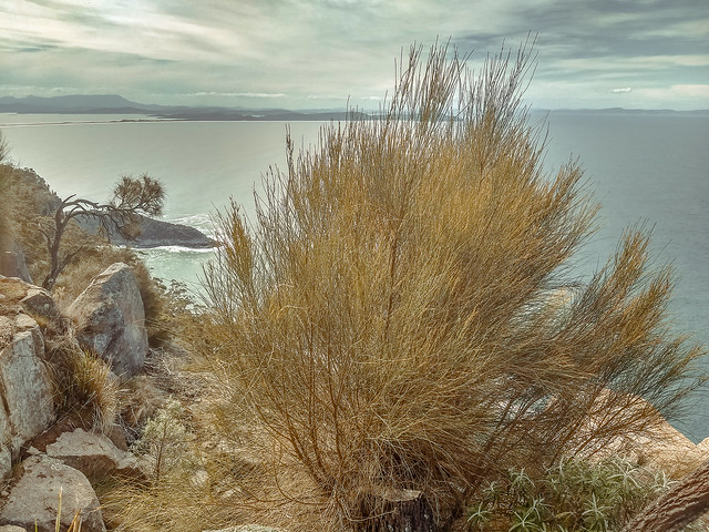 View along Fluted Cape Walk (1) | Bruny Island, South Bruny National Park, Tasmania, Australia