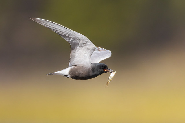 Black Tern with Minnow Offering