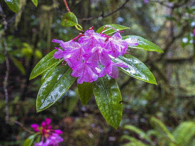 Rhododendron Closeup! Moody Rainy Misty Redwood National Park Rhododendrons Flowers Blooms Blossoms Fine Art Landscape Photography! Jedediah Smith State Park Boy Scout Tree Trail California Fuji GFX100 Redwoods Fog Mist! Elliot McGucken Medium Format