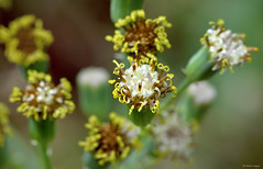 Senecio articulatus flower Macro