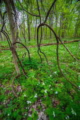 Large-flowered Trillium in Trillium Ravine Preserve in soutwestern Michigan