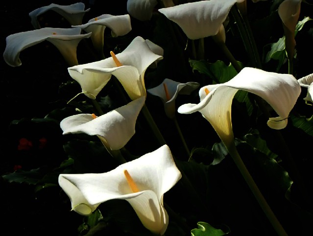 Lilies, Birchmoor Garden