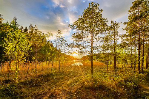 finland tampere suomi forest landscape pines sunset calm