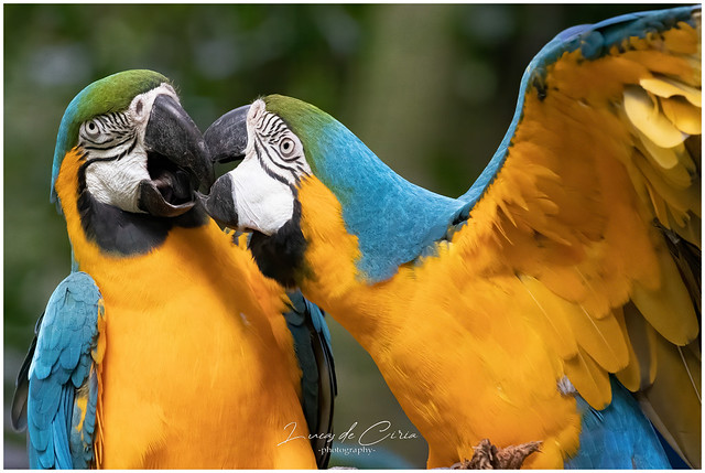Guacamayo Azulamarillo, Blue-and-yellow Macaw  (Ara ararauna)