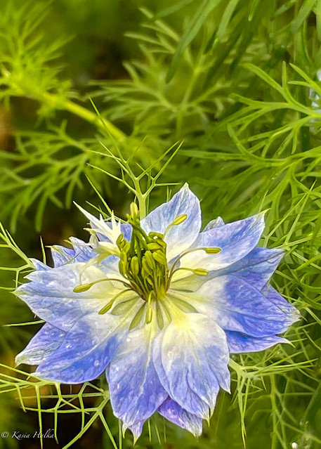 Love-in-a-Mist-2098