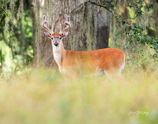 White-tailed Buck with Velvet Stage Antlers
