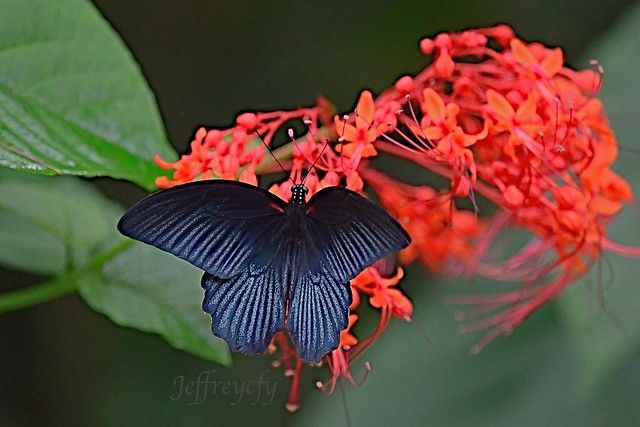 美鳳蝶, 大鳳蝶, Great Mormon, Papilio memnon,
