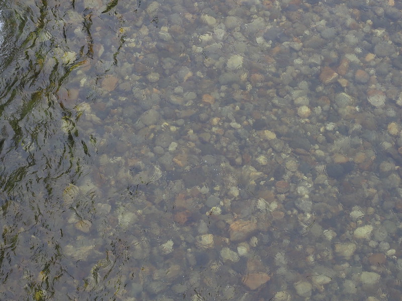 Skagit River Water: It's so clear!