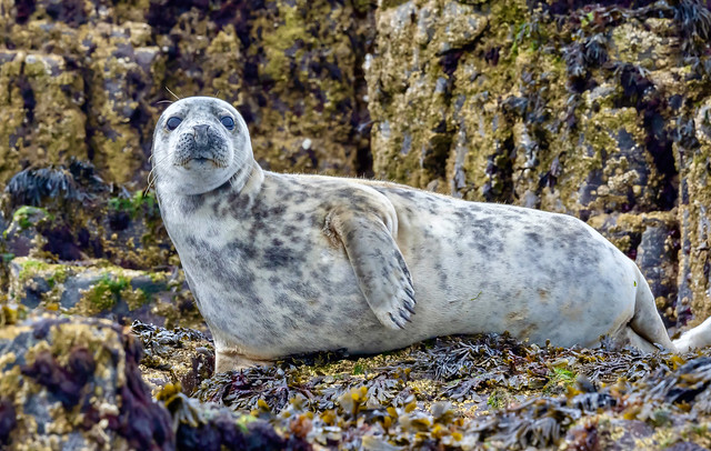 Grey  Seal (Halichoerus grypus)