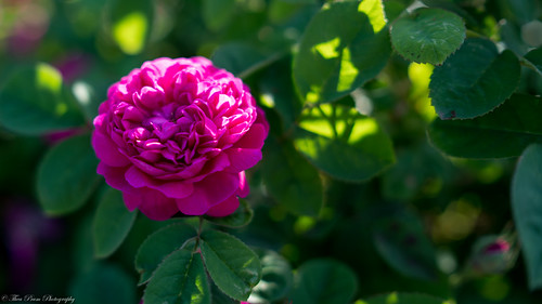 Red, red rose