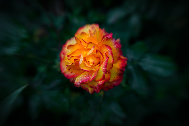 Bi-Colour Rose