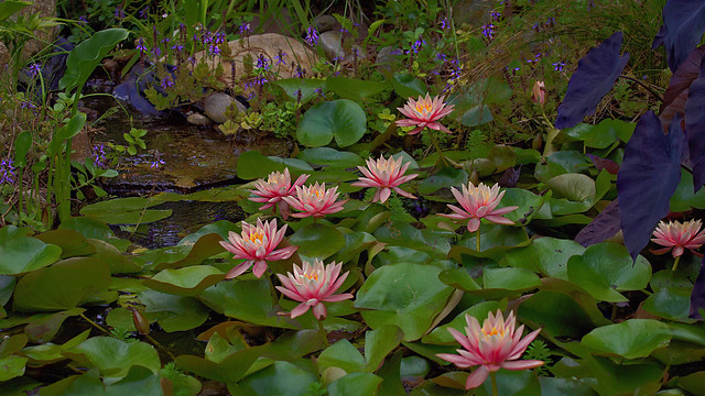 Pond With Water Lilies