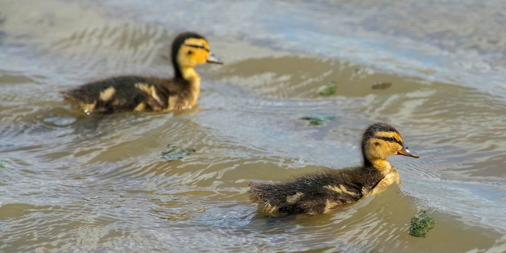 Duckling Duo ..Little Mallards