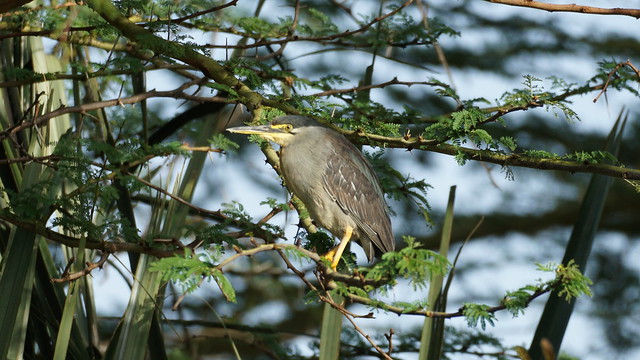 Pond Heron - Naivasha - Kenya