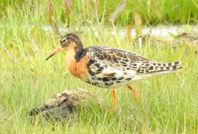 Male Ruff foraging in flooded field.