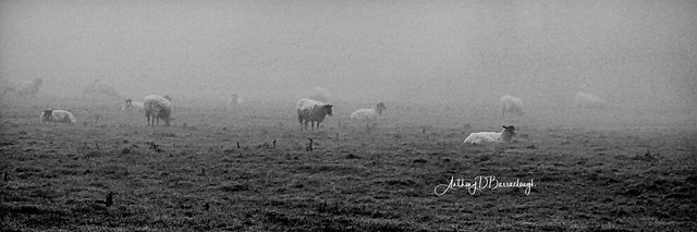Misty Winter Landscape Panorama 851llc-1