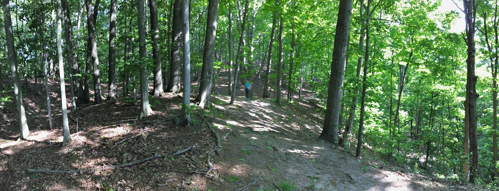 Forest topography, North Ottawa Dunes county park