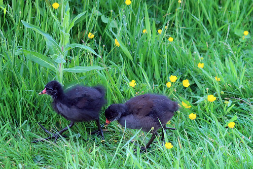 Moorhen Chicks