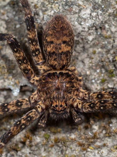 Heteropoda variegata | by Rafi Amar Wildlife Photography
