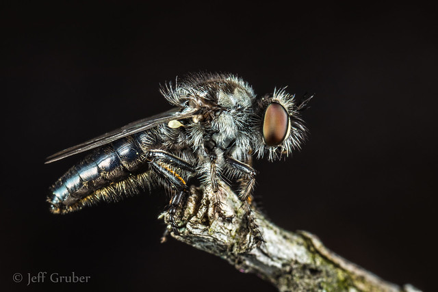 Robber Fly (Holopogon sp.)
