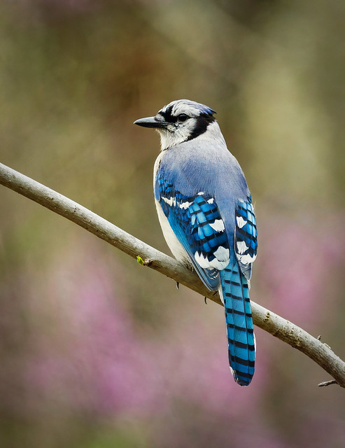 Blue Jay on a Spring Day