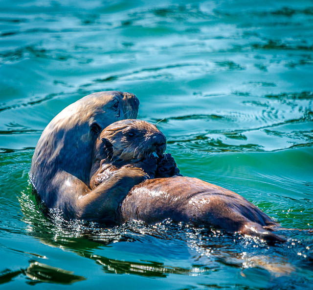 Sea Otter Mom & Pup-115617.jpg