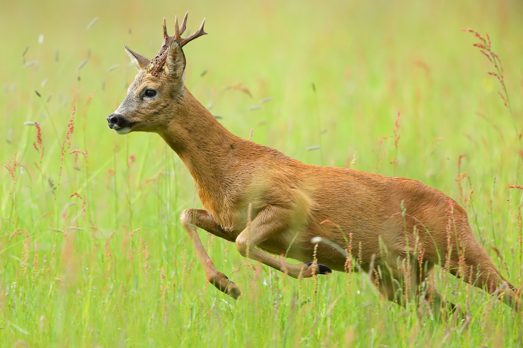 Roe buck chase