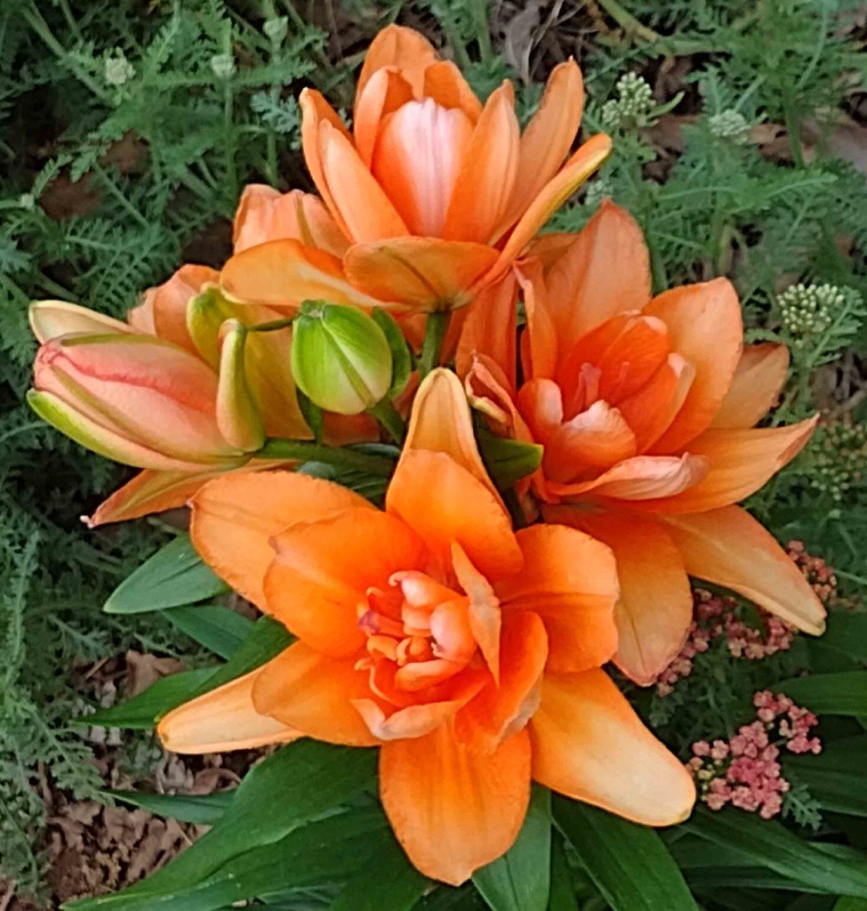 Lily Asiatic Tiny Double You Storm Shelter Whole plant | Flickr