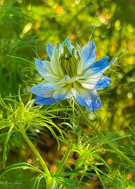 Love-in-a-Mist2-2131