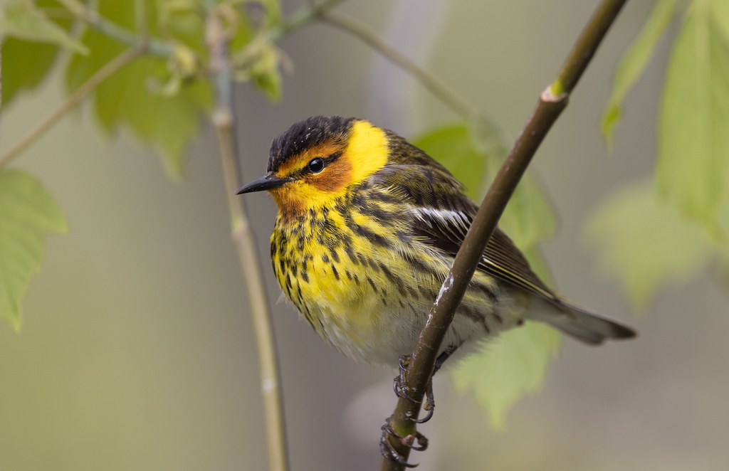 Cape May Warbler