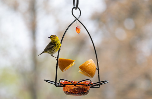 Cape May Warbler at oriole feeder