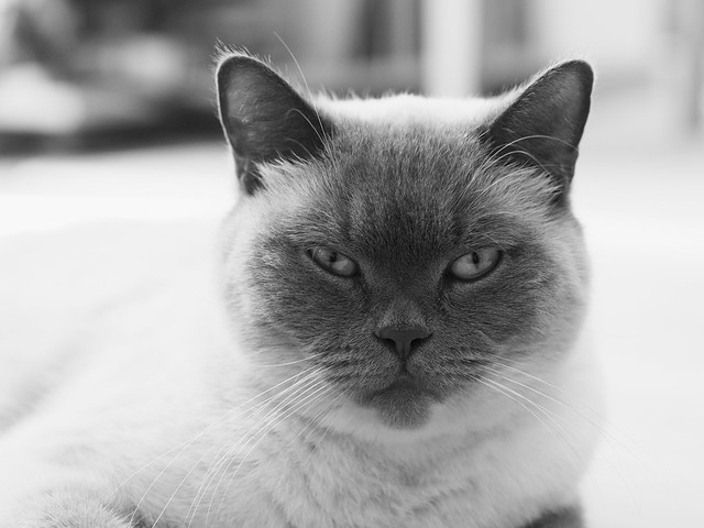 Close-up portrait of a cat with a dark facial mask and pale fur, gazing directly at the camera in an outdoor, bright setting.