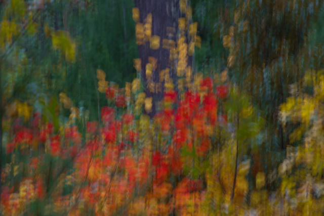 Autumn forest memory of a drunken photographer