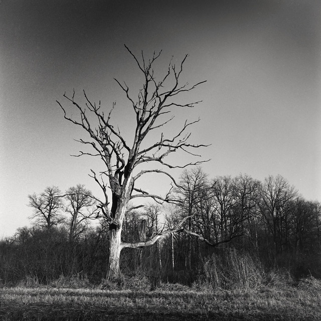 Withered oak. 