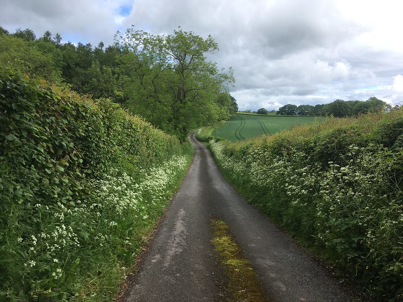 Cow parsley lining the lane down to Camp Wood