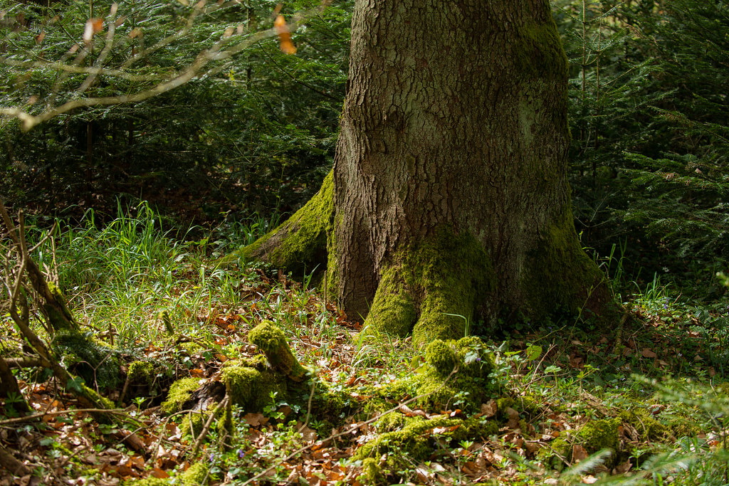 Images Arbres | Flickr