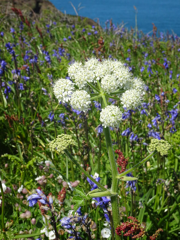 Pembrokeshire Coast Path: Whitesands to Abereiddy and back: Wildflowers