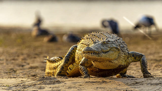 Nilkrokodil am Sambesiufer - Nile Crocodile on the Zambezi Bank