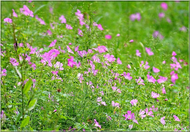 De jolies petites fleurs violettes... (à voir en grand)
