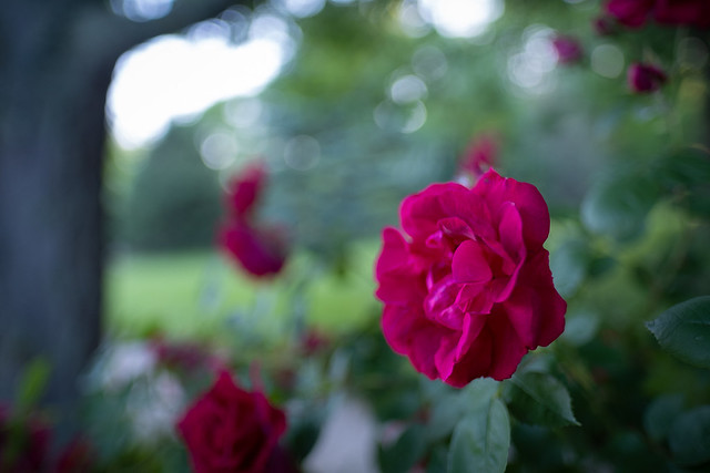 Happy Little Rose